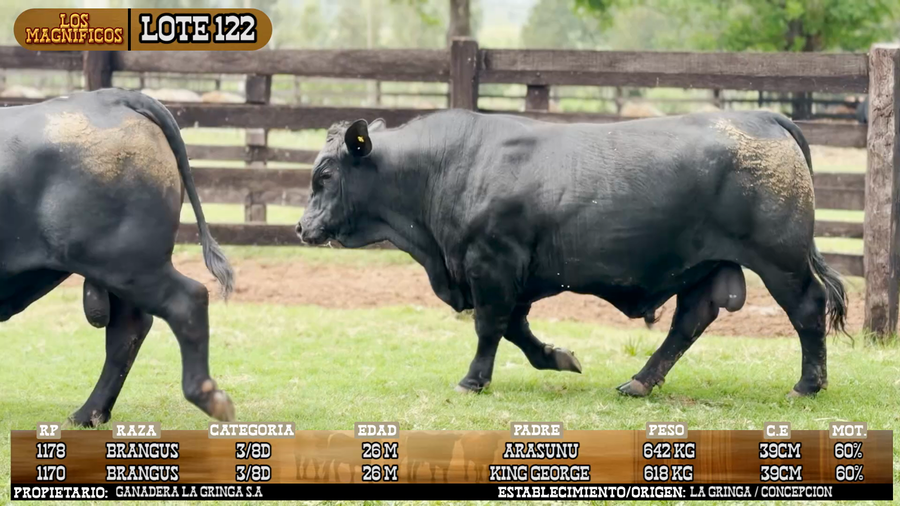 Lote LOTE 122 - VIVO