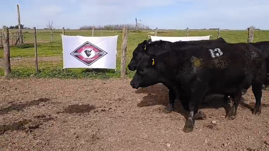 Lote Toros