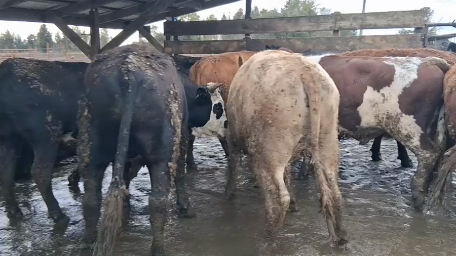 Lote 20 Novillo Gordo en Los Ángeles, VIII Región Biobío