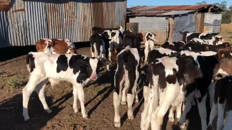 Lote 20 Terneros Holando Normando AA