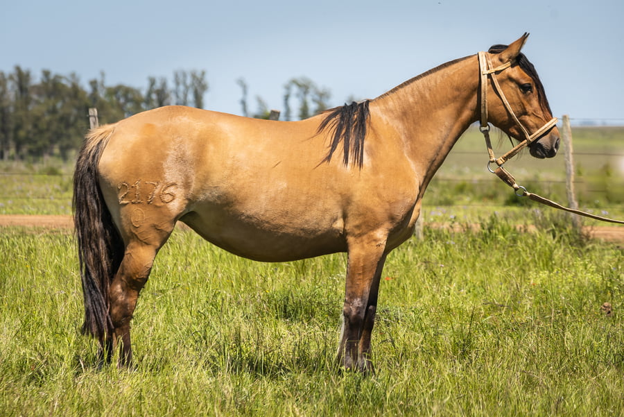 Lote DEL SILENCIO PULPERIA