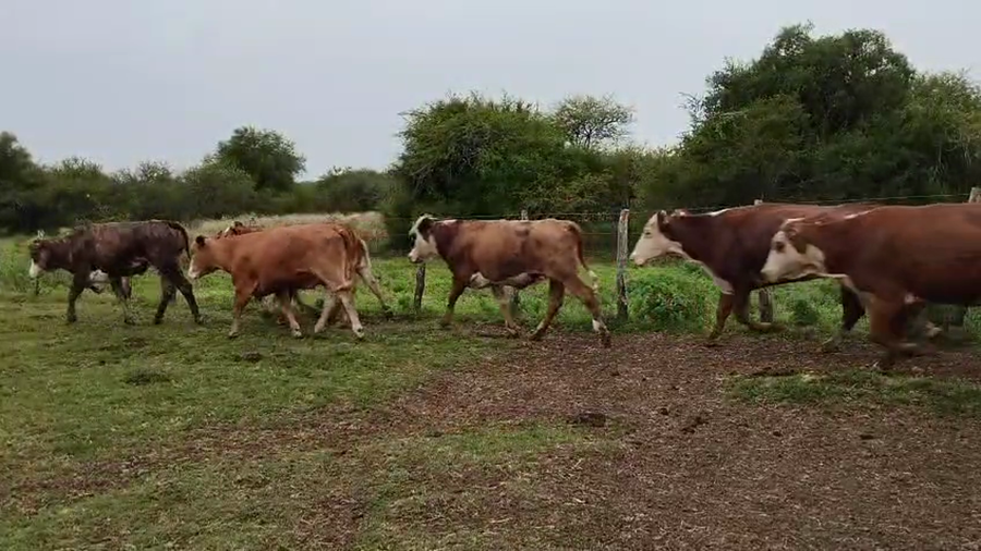 Lote 36 Vacas de invernar