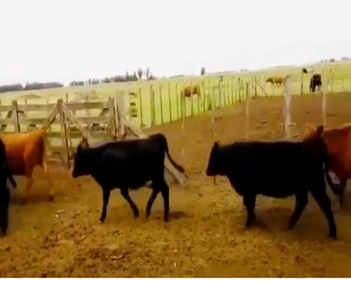 Lote 26 Terneros/as en Las Flores, Buenos Aires