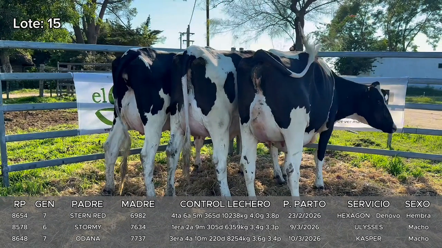 Lote Vacas
