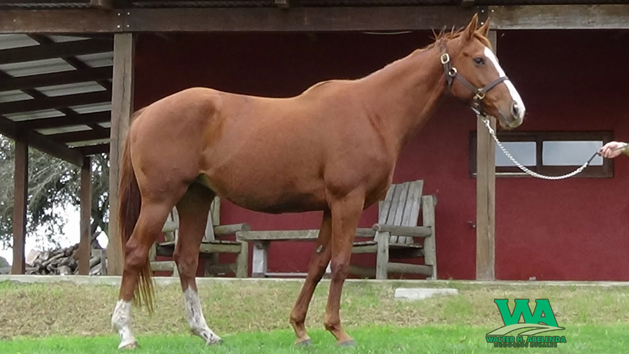 Lote MAGICAL VALENTINA (Brz)