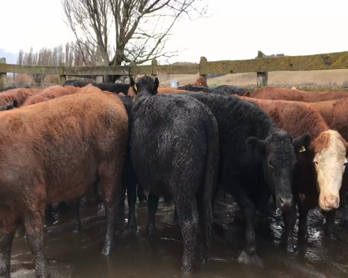 Lote 40 Novillo Engorda en Coyhaique, XI Región Aysén