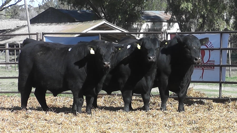 Lote TOROS ANGUS PP