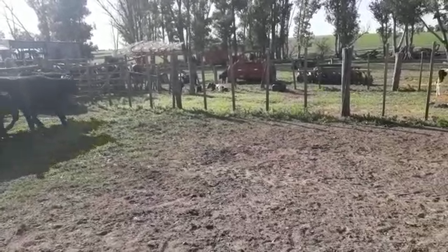 Lote (Vendido)35 Terneras ANGUS a remate en PANTALLA FEDERICO GARLAND 230kg -  en TALA