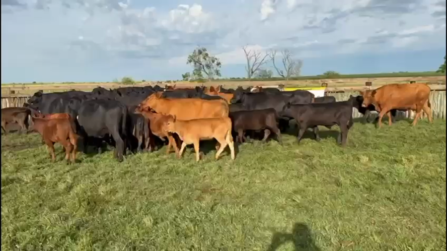 Lote 25 Vacas con Cría