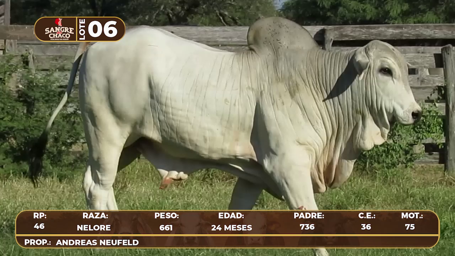 Lote Lote 6
