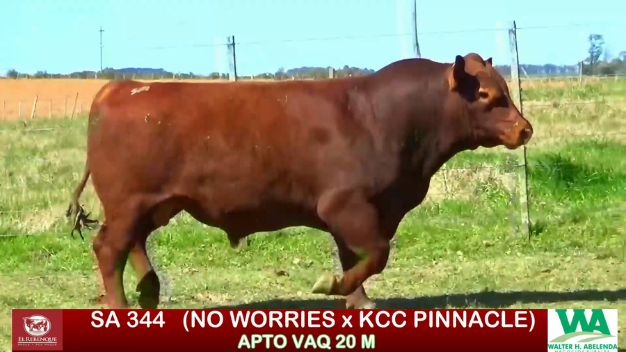 Lote Toros a remate en ANGUS EL REBENQUE, Florida