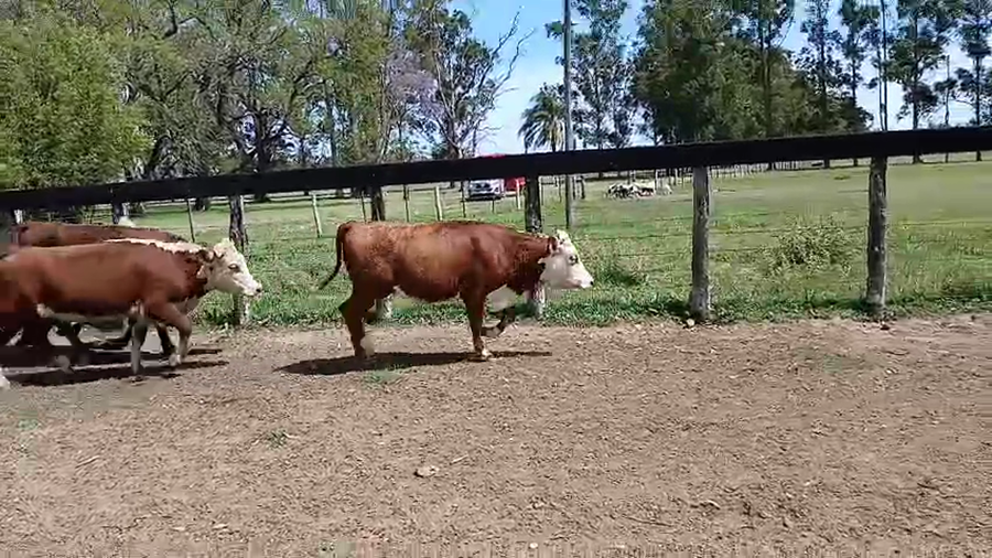 Lote 18 Vaquillonas preñadas en Corrientes, Mercedes