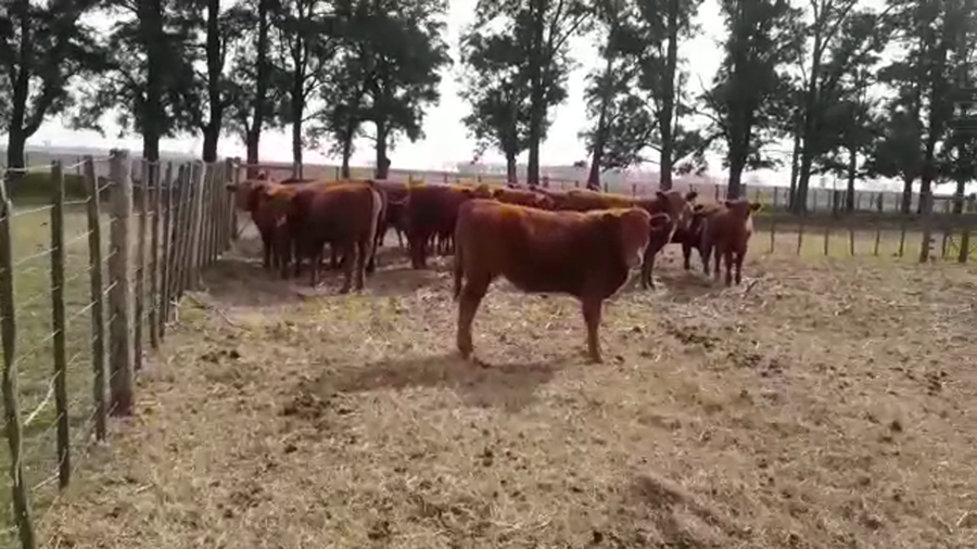 Lote 20 Terneros/as en Coronel Martínez de Hoz, Buenos Aires