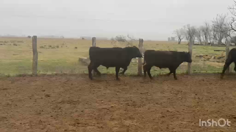 Lote 100 Novillitos