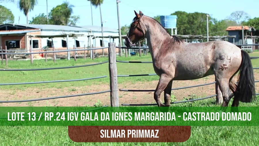 Lote IGV GALA DA IGNES MARGARIDA