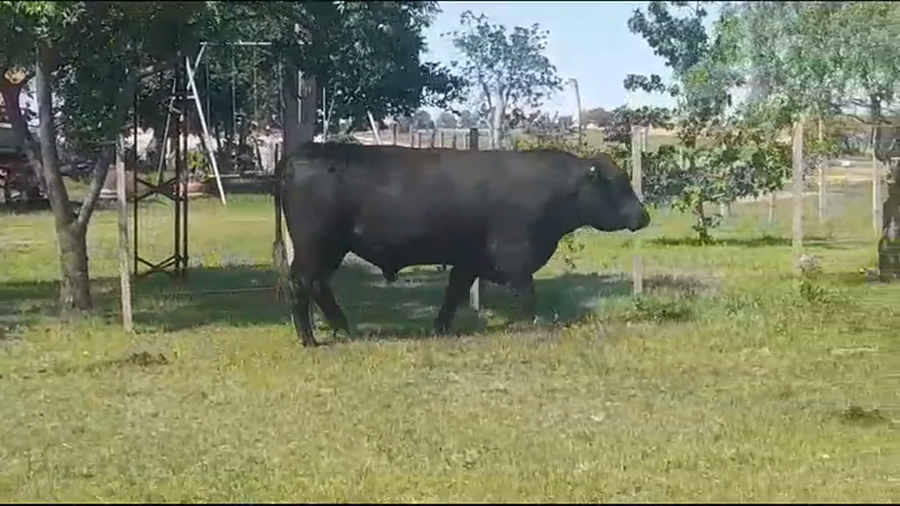 Lote Toros ANGUS NEGRO a remate en #39 Pantalla Carmelo en COLONIA ARRUE