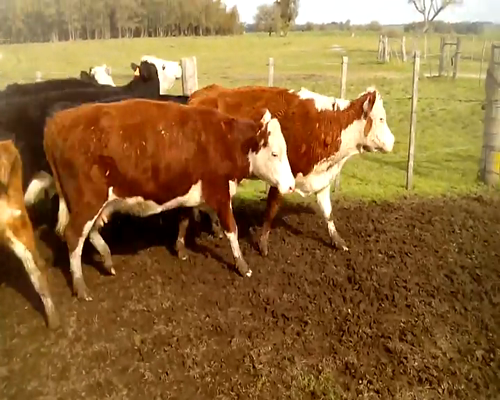 Lote 11 Vaca en Colonia