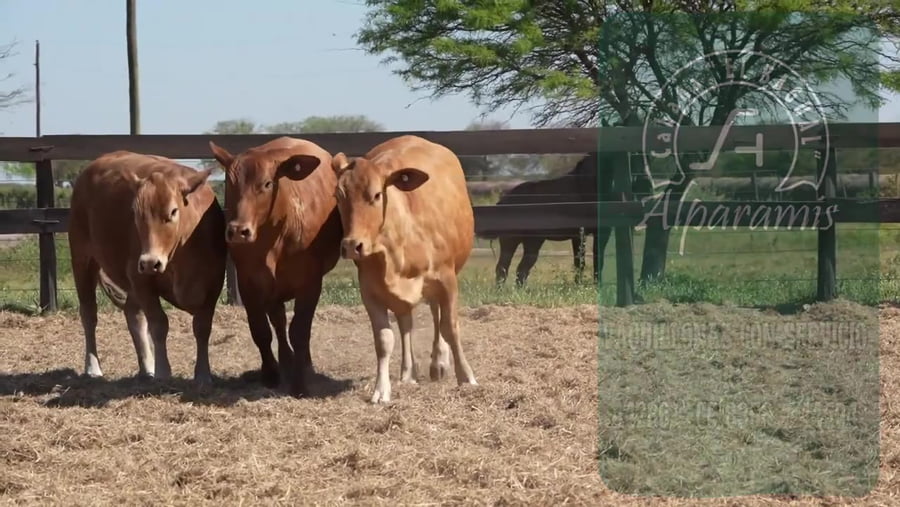 Lote Vaquillona con servicio