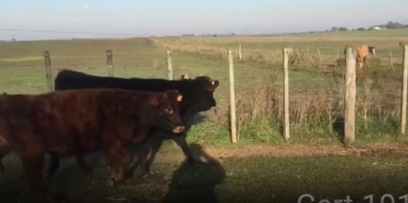 Lote 12 Terneras en Colonia