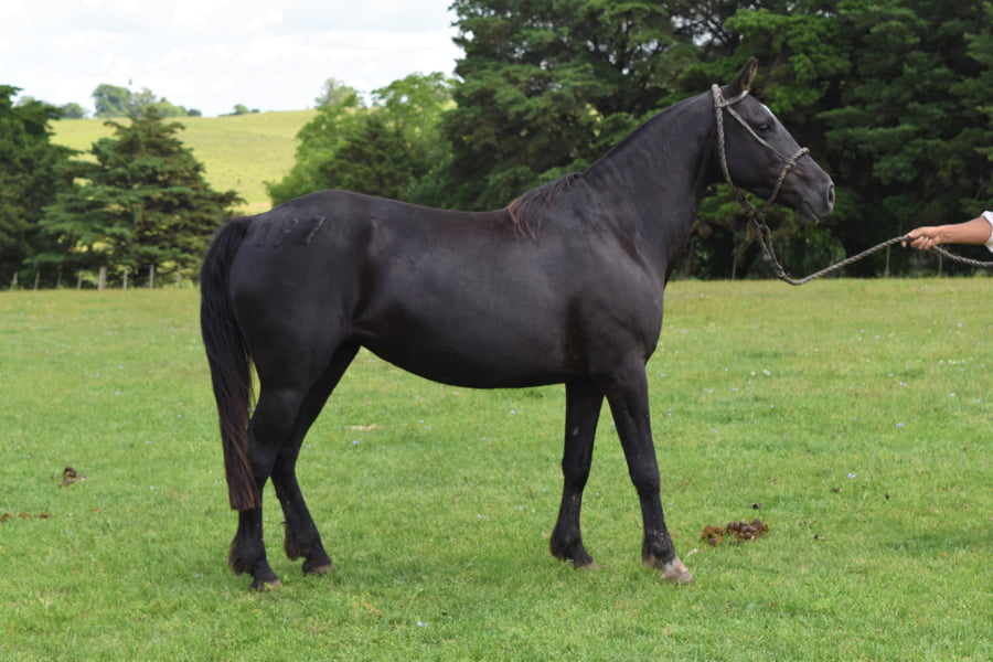 Lote RP 197 - MALASIA DEL BURUCUYA