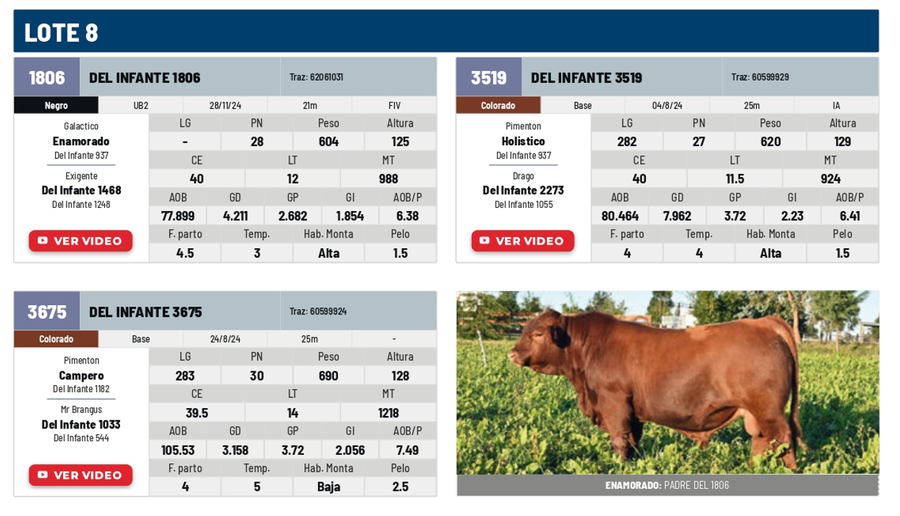 Lote Lote 8