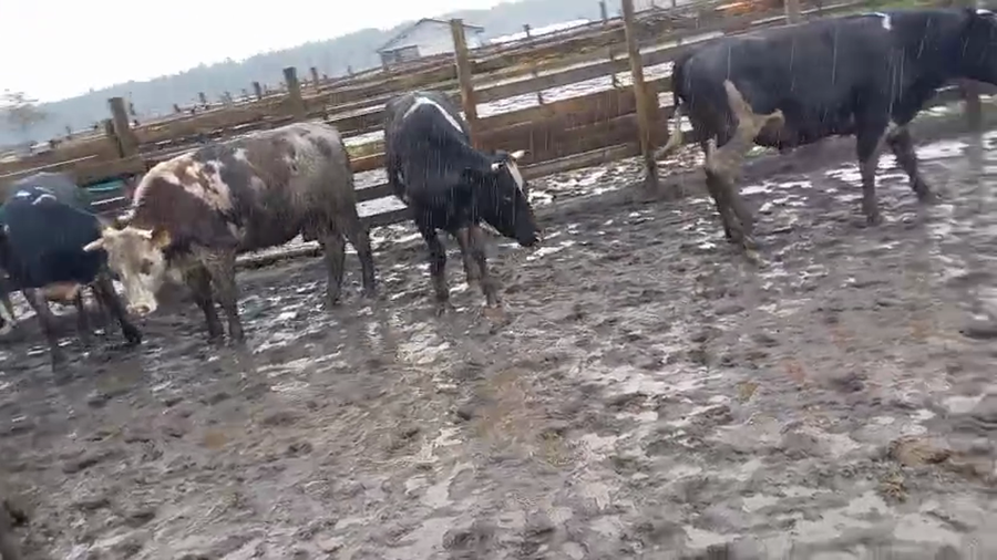 Lote 40 Novillo Gordo en Cabrero, VIII Región Biobío