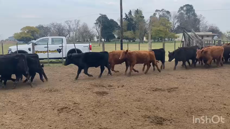 Lote 60 Terneros en San Vicente, Buenos Aires