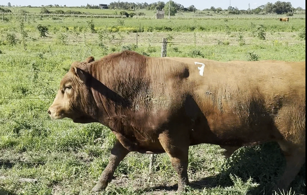 Lote TANGO ALEGRE TE