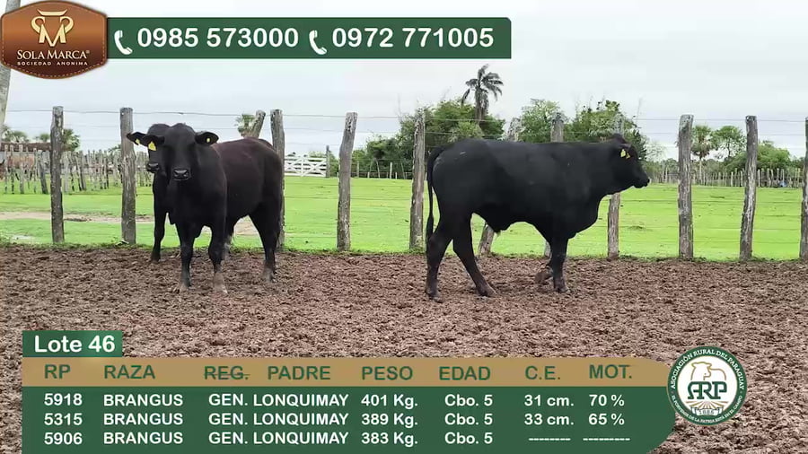 Lote 3 Toros BRANGUS a remate en 34º Feria especial de reproductores e invernada, Ñeembucú