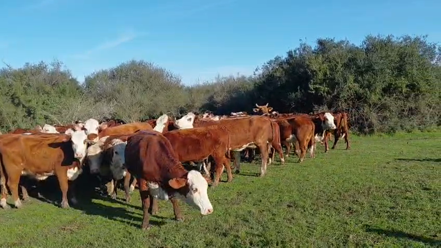 Lote 35 Vacas nuevas preñadas