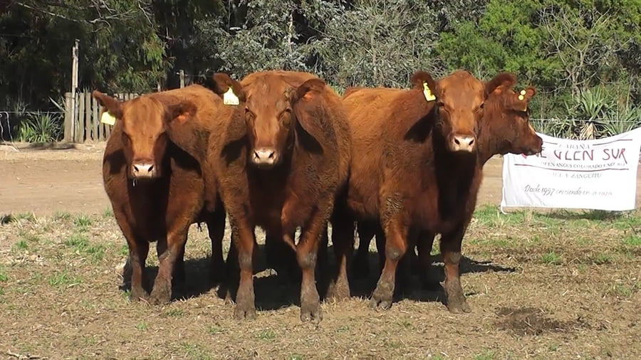 Lote VAQUILLONAS PURAS CONTROLADAS CON GARANTIA DE PREÑEZ