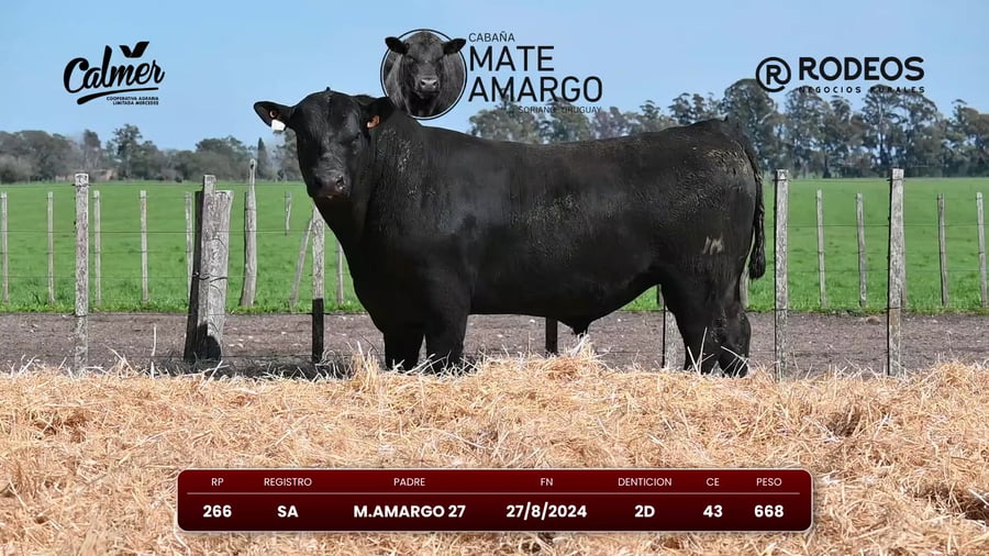 Lote RP 266 SA