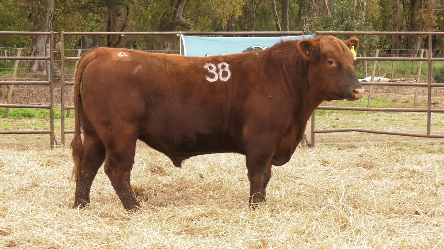 Lote TOROS ANGUS COLORADOS  PC