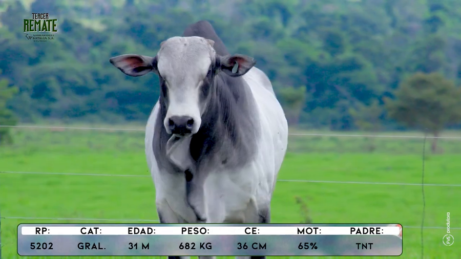 Lote Toros a remate en Tercer Remate Agroganadera Natalia, Concepción