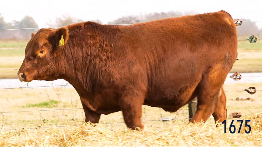 Lote Toro