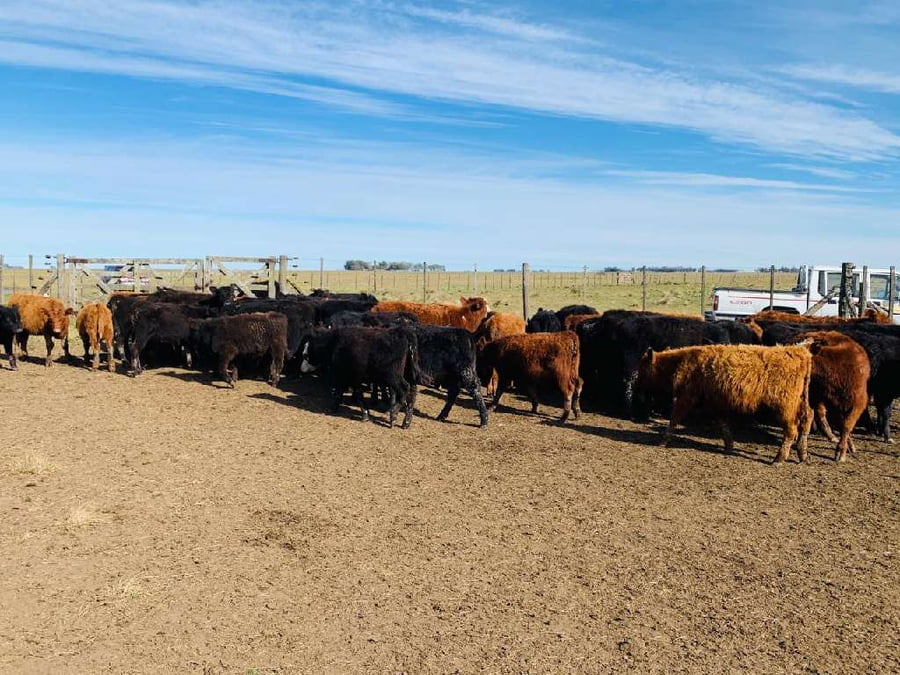 Lote Terneros/as en Laprida, Buenos Aires