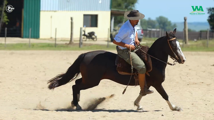 Lote LA ROSADA PIERINA