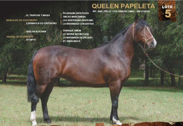 Lote QUELEN PAPELETA