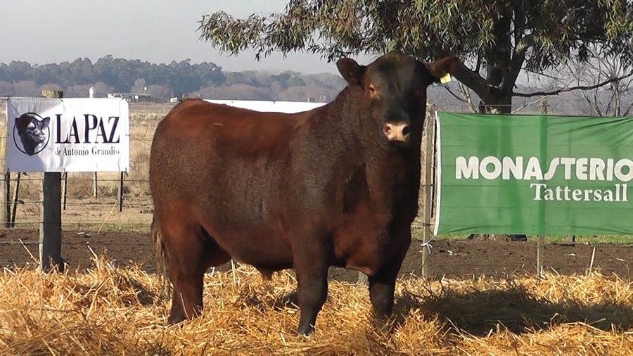 Lote TOROS PUROS POR CRUZA
