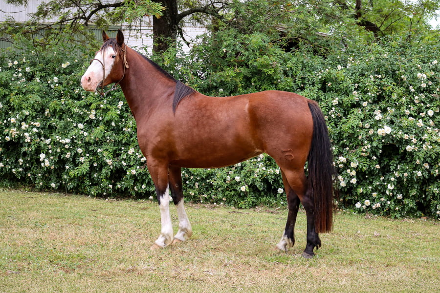 Lote COÉ LARGUILUCHA