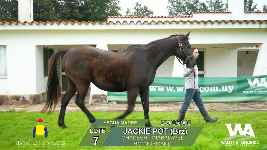 Lote JACKIE POT