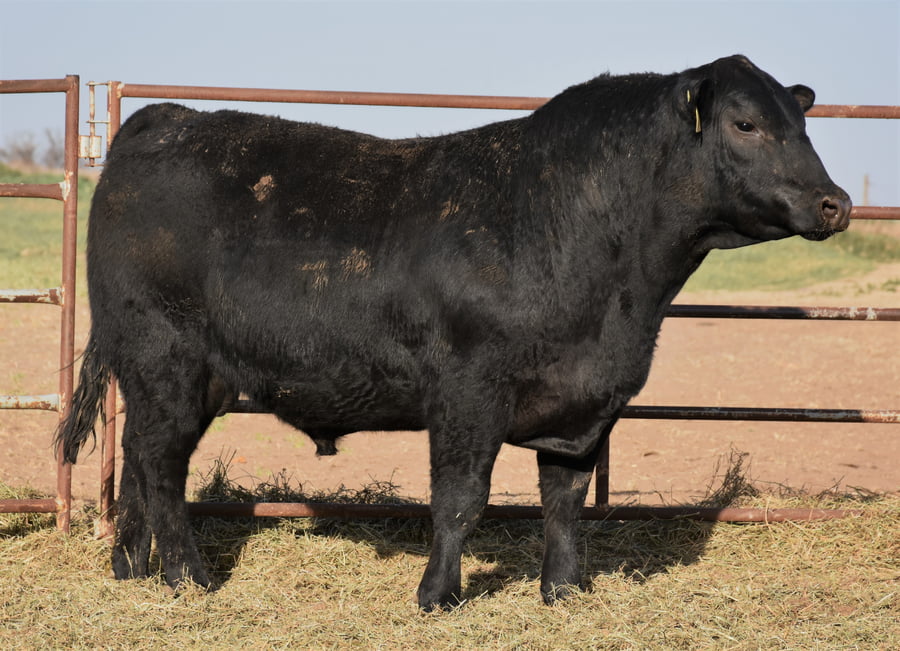 Lote TOROS (Corral 17)