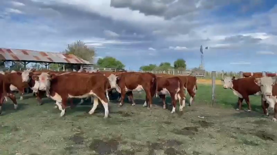 Lote 50 Vacas de invernar en Entre Ríos, Concordia