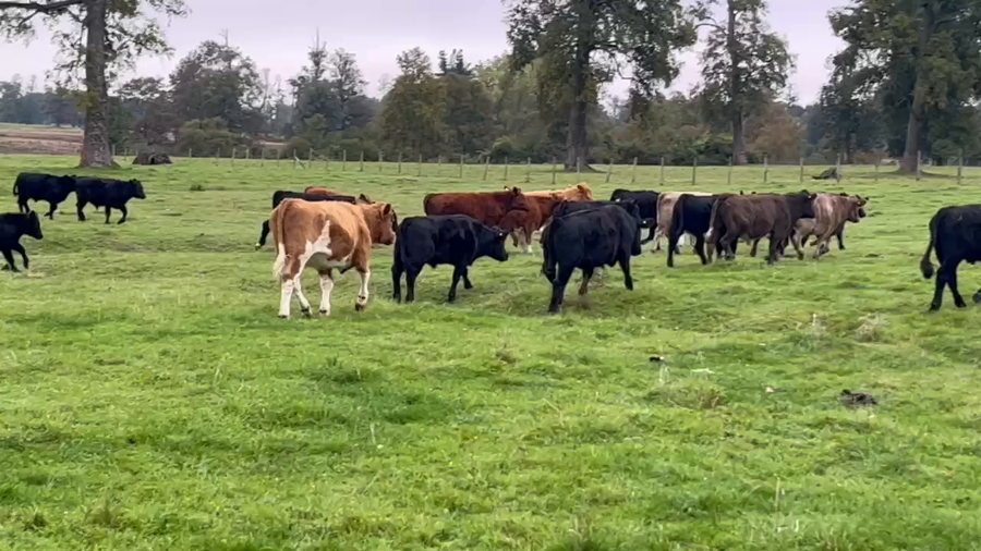 Lote 48 Novillo Engorda en Osorno, X Región Los Lagos