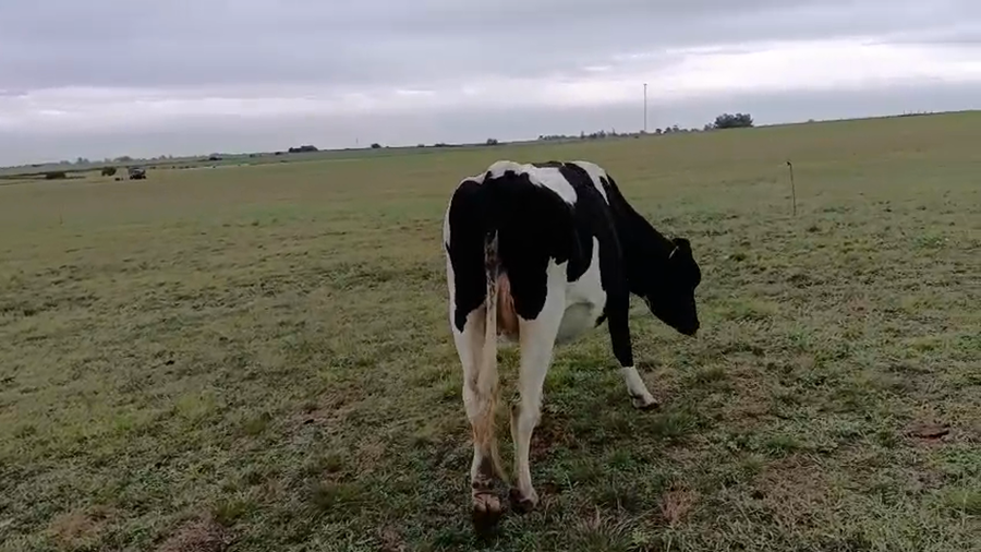 Lote Vaquillonas  a remate en Pantalla Camy - Aniversario 31 Años, San José