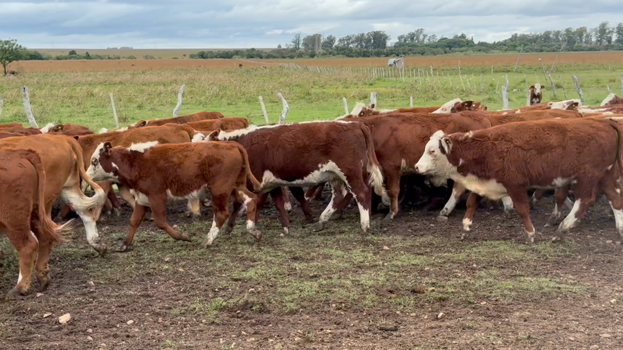 Lote 120 Terneros/as en Corrientes, Mercedes