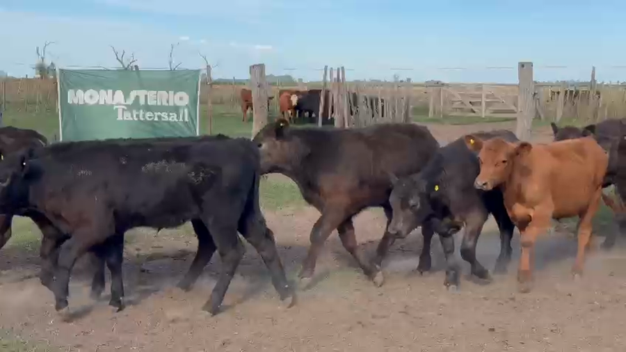 Lote 50 Terneros/as en Lincoln