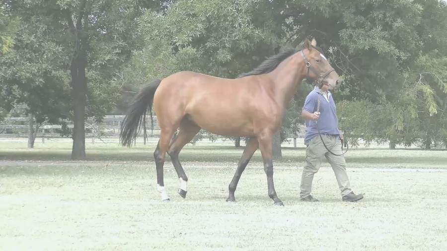 Lote CELINE’S RIDE (RERIDE - MAILEN)