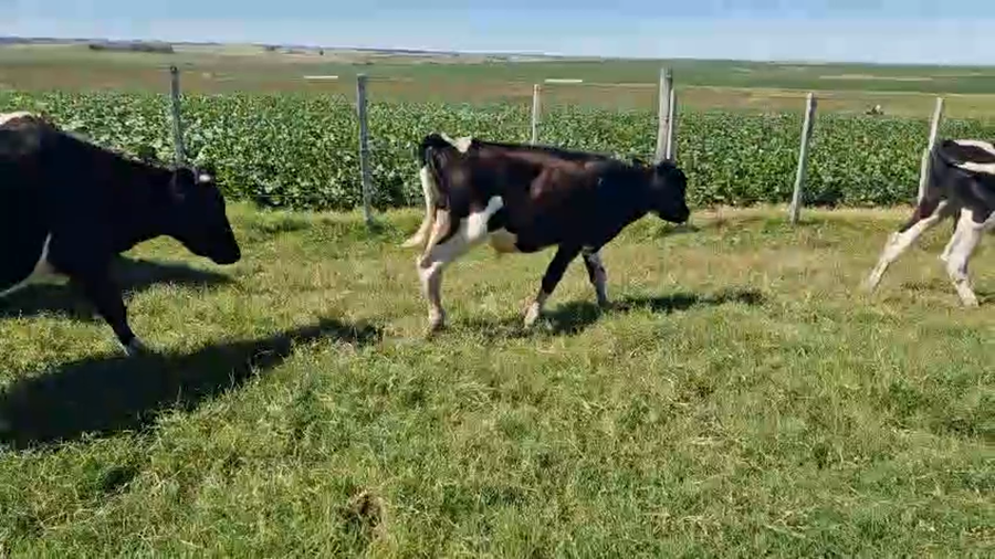 Lote 20 Terneros a remate en Pantalla Camy, San José