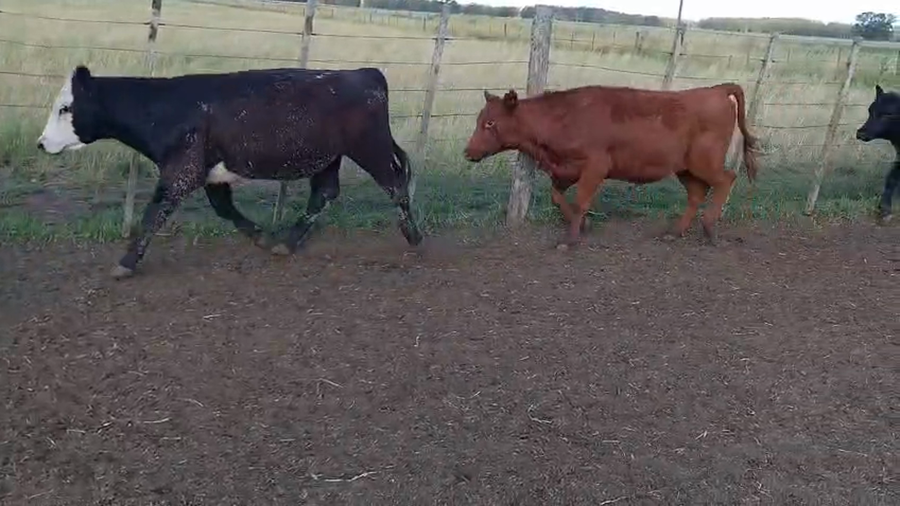 Lote 122 Terneras en Coronel Vidal